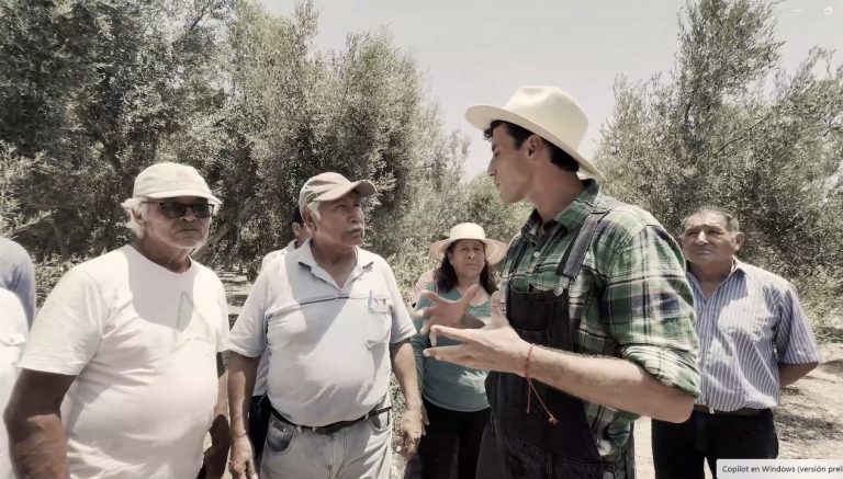 Agricooltores: Dulio Vallebona lucha por productores de aceituna en el país