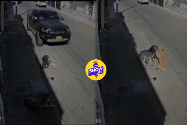 Arequipa: hombre atropella a perro y se da a la fuga